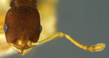 Media type: image; Entomology 21014   Aspect: head frontal view